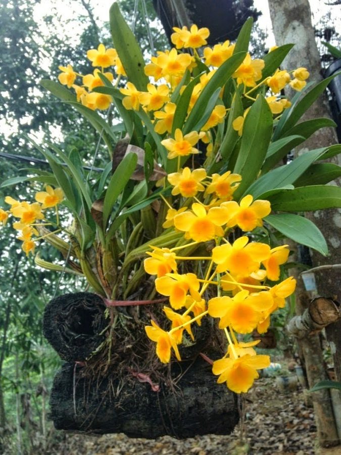 Mơ thấy hoa lan